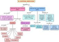 Cuadro sinóptico del sistema nervioso